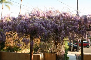 Wisteria blooms in Maech.