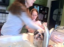 Marbles gets washed in the sink.